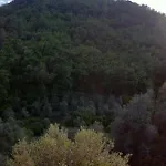 Succu La Taggiasca * Stellanello