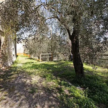 Succu La Taggiasca Stellanello
