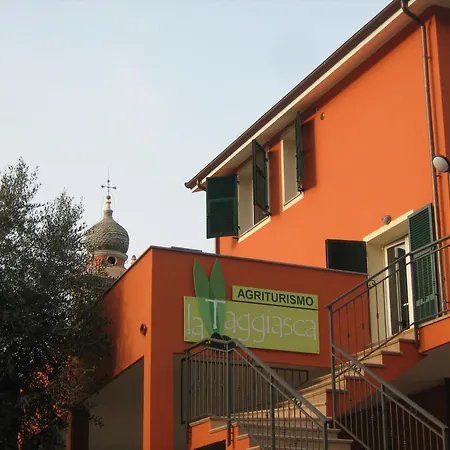 Succu La Taggiasca *