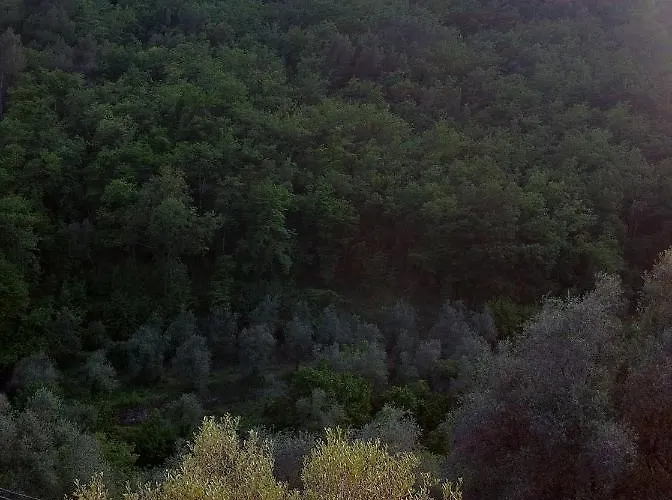 Succu La Taggiasca * Stellanello