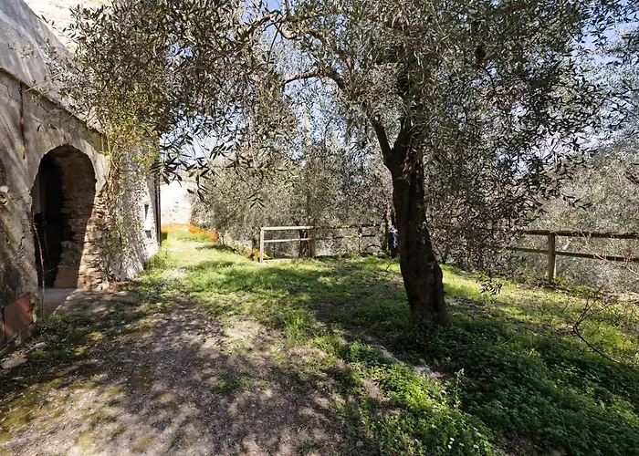 Succu La Taggiasca Stellanello